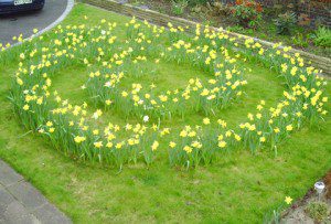 Daffodil spiral for kids garden design