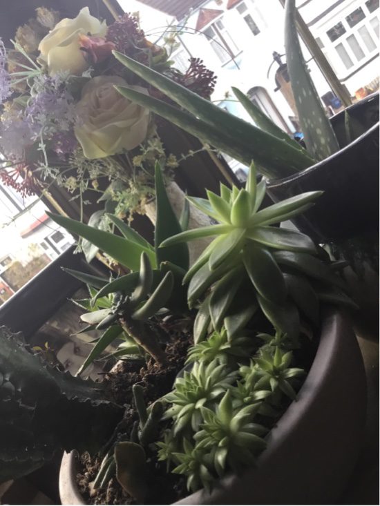 Succulents taking centre stage at the Shedquarters